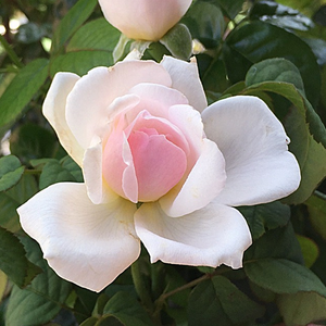 Floarea roz pal cu aroma de fructe și smirnă, formează un contras plăcut cu coroana verde închisă